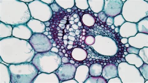 Monocot Stem Cross Section Monocot Root Cross Section Structure With