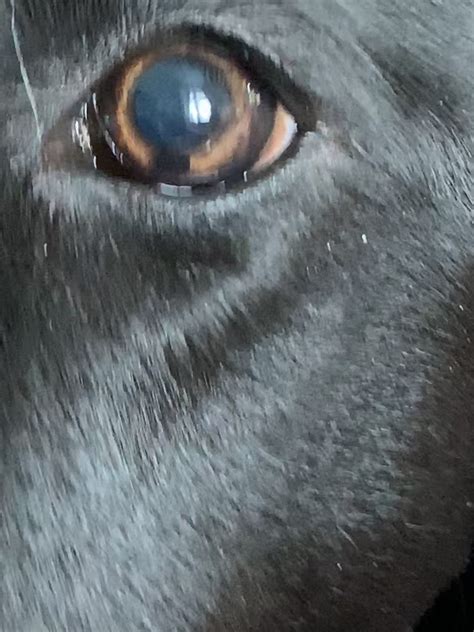 What Is The Black Dot That Has Developed On My Dogs Eye Petcoach