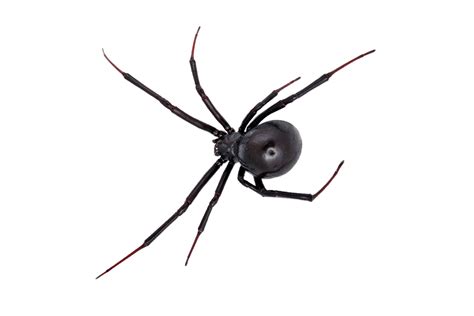Black Widow Spider With White Markings Types Of Spiders Black With