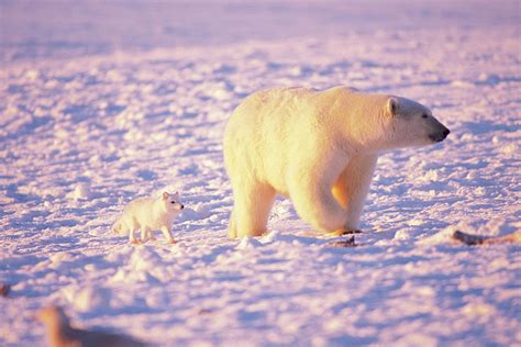 Arctic Fox Following A Polar Bear Photograph By Steven J Kazlowski