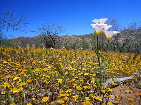Use them in commercial designs under lifetime, perpetual & worldwide rights. Sonoran Desert Wildflowers and Invasive Species