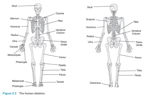 Jackie Blog Preparing A Handout A Web Based Projectthe Skeletal System