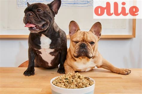 In this review, we will examine the two brands to find out which one is better for you and your pup. Ollie Dog Food Reviewed in Detail 2020 - DogStruggles