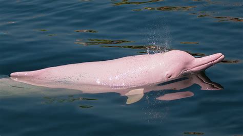 Magical Pink Dolphins Rescued In Bolivia In Push To Boost Species