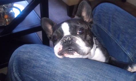 The Land of Salt - A Lifestyle Blog: French Bulldogs - 10 Things You