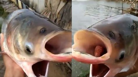 Viral Ikan Aneh Berkepala Dua Dengan Dua Mulut Dan Empat Mata
