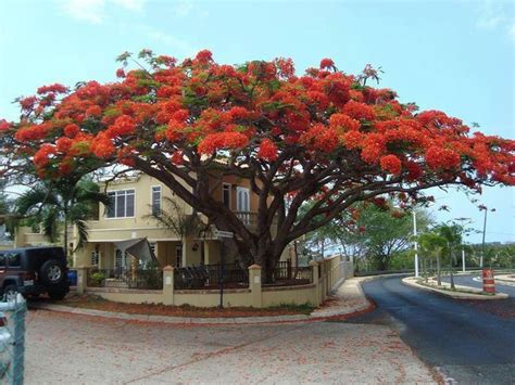 Flamboyan Tree Puerto Rico Pictures Puerto Rico Vacation Puerto