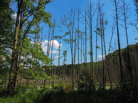 Wälder und wanderwege statt großstadtdschungel. Waldbaden und Wandern im Weltnaturerbe Grumsiner Wald
