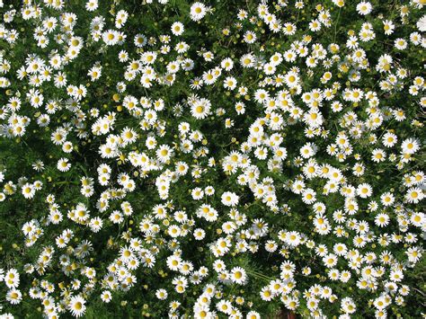 Texture Flower Daisy Free Photo Download Freeimages