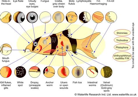 Fish Disease Chart How To Spot Different Diseases Treatments Included