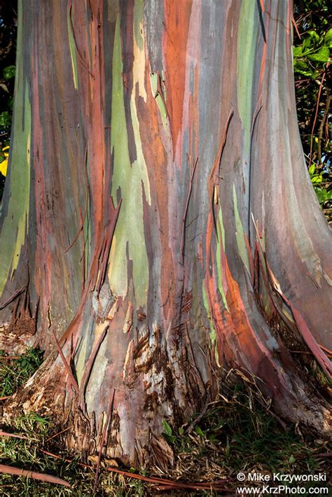 Close Up Of Rainbow Eucalyptus Tree Bark Oahu Hawaii Photo Etsy