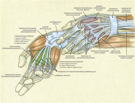 Wrist Muscles Name What Is The Opposite Side Of The Forearm Called