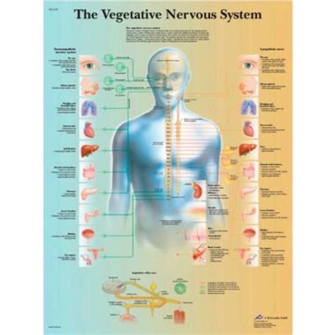 Fabrication Enterprises 3b® Anatomical Chart Vegetative Nervous