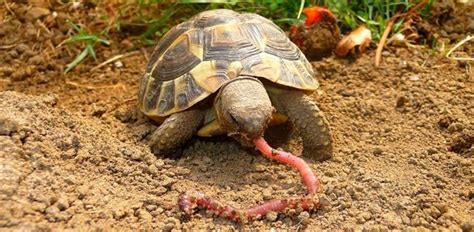 Des vers de terre à l'inra ! Trucs & Astuces - Tortue de terre info