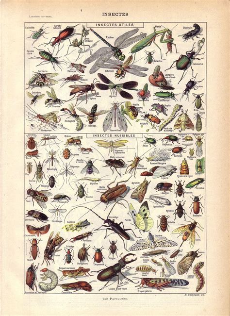 1922 Vintage Insects French Dictionary Illustration Etsy Entomology