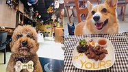 【台北旅遊】精選7間寵物餐廳！同狗狗打邊爐、超多貓星人列陣