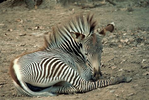 They eat shrubs, twigs, bark and leaves form their food. The Jungle Store: The Grévy's Zebra