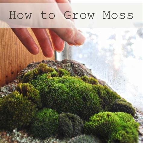 How To Grow Moss Garden On Rocks Growing Moss Moss Garden Garden