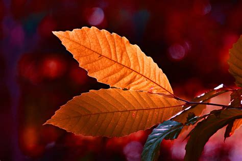 Autumn Colour Leaf 5k Wallpaperhd Nature Wallpapers4k Wallpapers