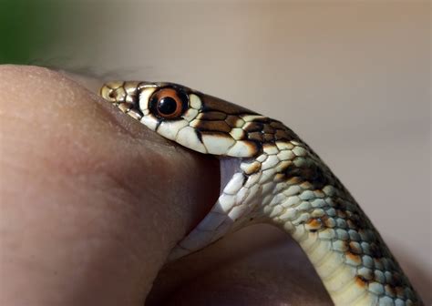 Toddler Bites Snake To Death After It Sunk Its Fangs Into Her Lip
