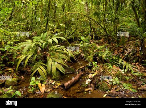 Rainforest Floor