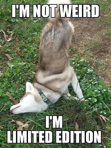 21 Funny Pun Husky Memes That Will Have You Howling