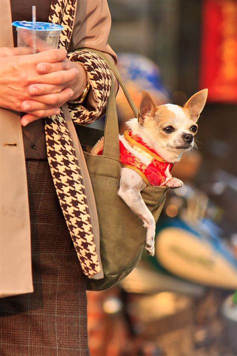 Dressed Pet Dog In Bag Stock Image Image Of Outdoor 29500019
