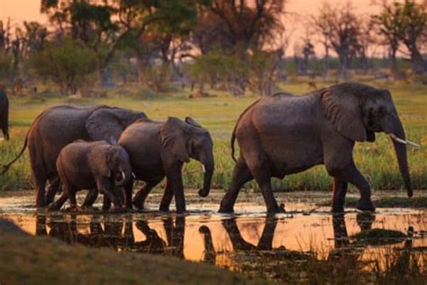 Hundreds Of Elephants Die Mysteriously In Botswana Monitor