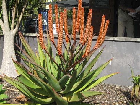 Gardensonline Aloe Ferox