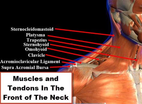 Muscles In The Neck Joi Jacksonville Orthopaedic Institute