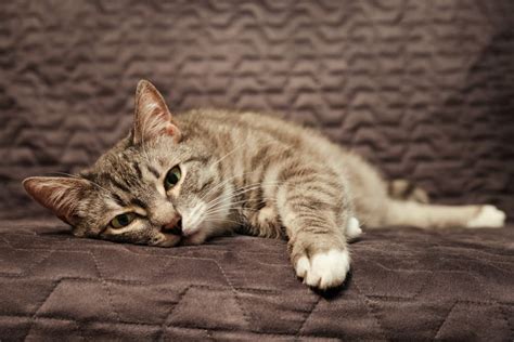 Kidney Stones In Cats Signs Causes Treatment Great Pet Care