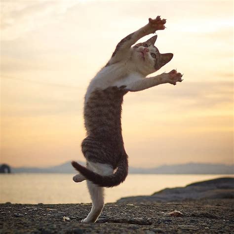 Pin By Jome On Cats Dancing Cat Jumping Cat Cat Pose