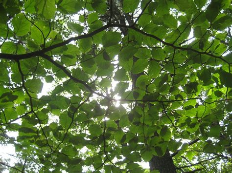 A Glimpse Through The Canopy Photograph Canopy Sale Artwork Plant