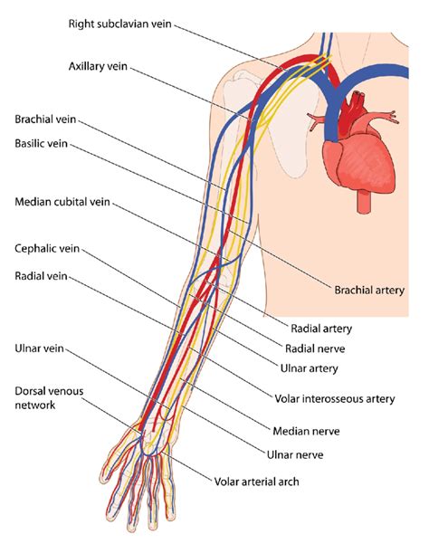 Labels include cephalic vein, brachial artery/vein, basilic vein learn about the arteries with the following illustration shown in the artery diagrams below. Vessels and nerves of the Upper Limb. Reprinted with ...