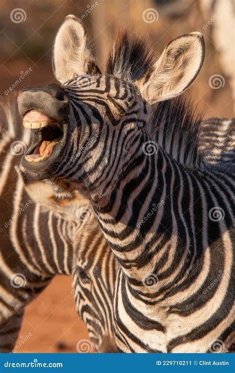 A Zebra Laughing At A Joke 2 Stock Image Image Of Kruger