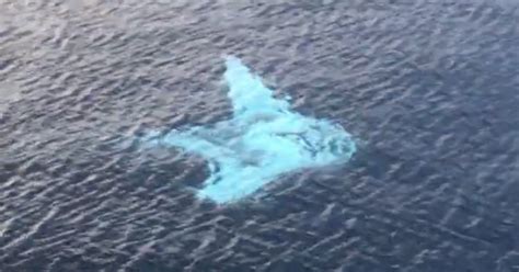 Watch Majestic White Manta Ray Swimming Close To The Surface Small Joys