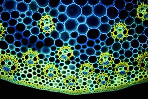 Like other organisms, plant cells are grouped together into various tissues. Plant Tissue Systems