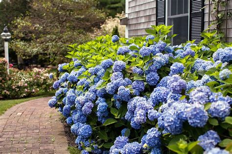 Hydrangea Endless Summer Bloomstruck Green Valley Garden Centre