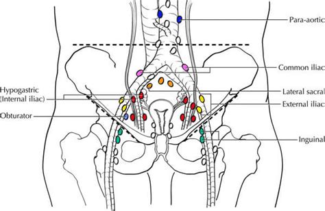 Human Anatomy Lymph Nodes