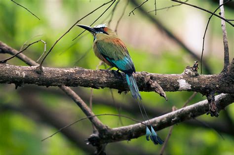 19 Of The Worlds Most Colorful Birds Nature Babamail