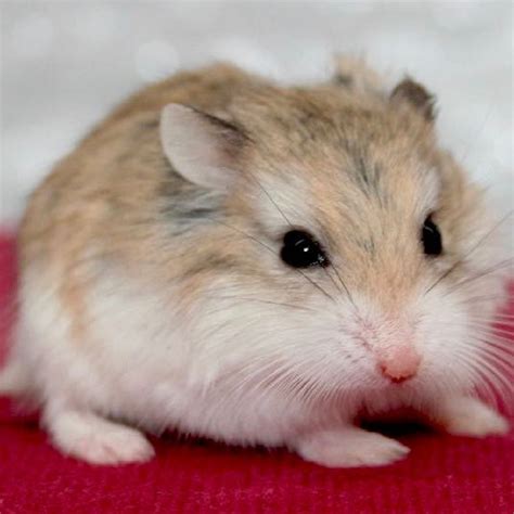 Roborovski Dwarf Hamster Female Hamsters Jarathana