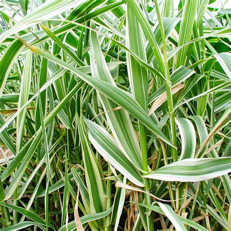 Variegated Reed Cool Season Grass The Pond Guy