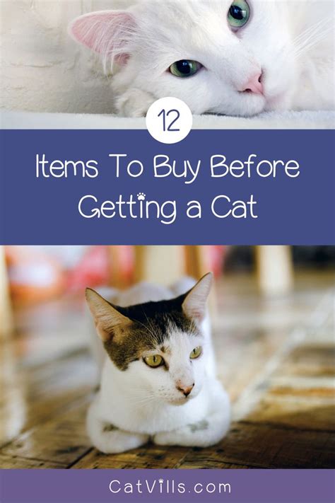 New Cat Checklist Everything You Need To Bring Your Kitty Home In