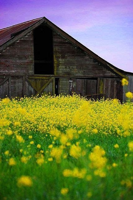 Old Barn Has Such Character And Yellow Flowers Are So Beautful