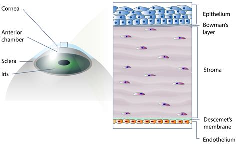Applied Sciences Free Full Text Nanoscale Topographies For Corneal