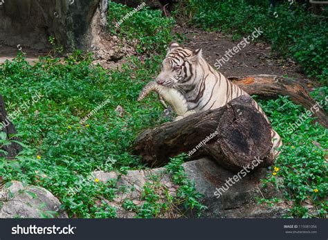 White Bengal Tiger Eat Water Monitor Stock Photo 119381056