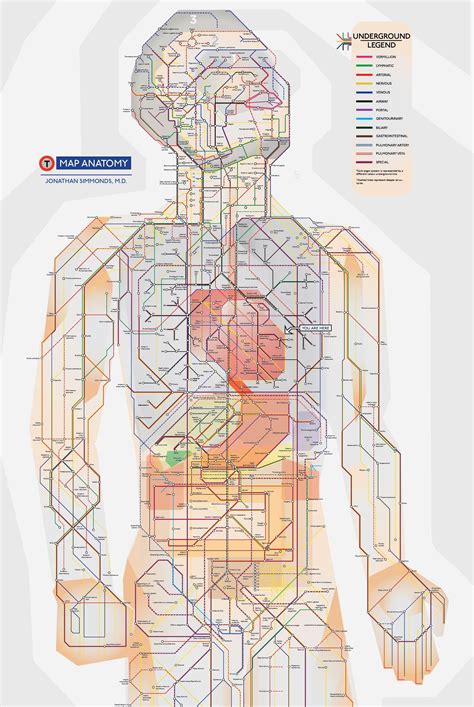 Anatomy of a web map. A Detailed Human Anatomy Subway Map Illustrated in the Distinctive Style of the London Underground