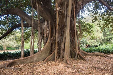 Enormous Fig Tree Roots Stock Photo Image Of Miguel 67615484