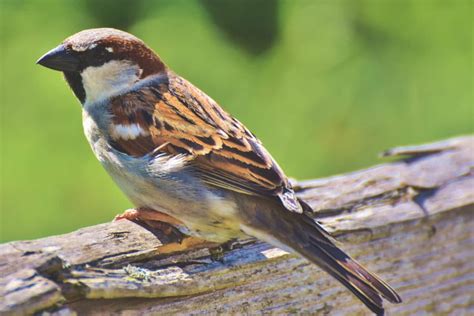33 Birds That Look Like Sparrows A To Z List With Pictures Fauna Facts