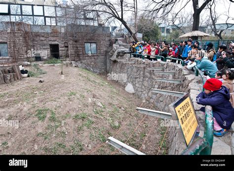 Giant Panda In Panda House Of Beijing Zoo Located In Xicheng District